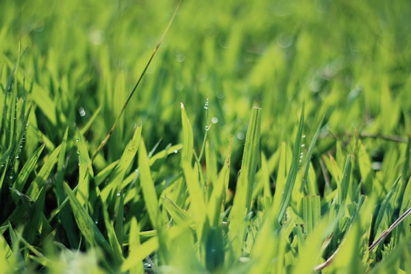 Organic Bob's Spring Lawn Care Tips