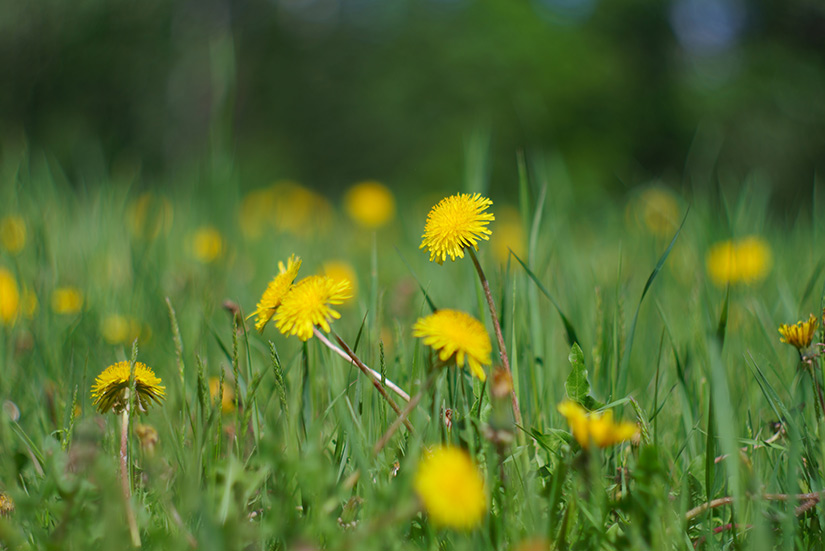 A green lawn with dandelions