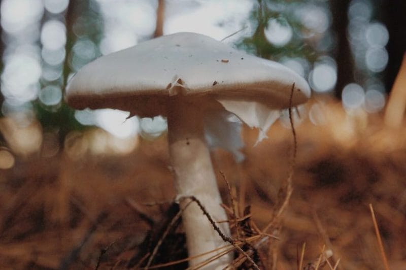 Mushroom in pine forest