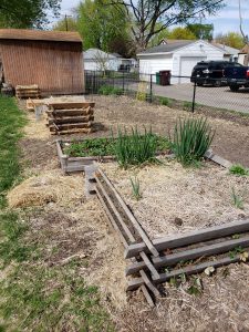 Established Victory Garden Illustrating Victory Gardens